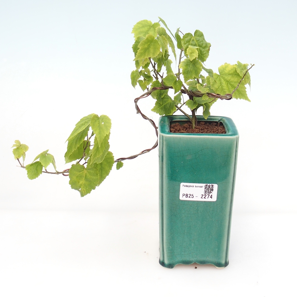 Izbová bonsai - Abutilon Big Bell - Mračniak poříční