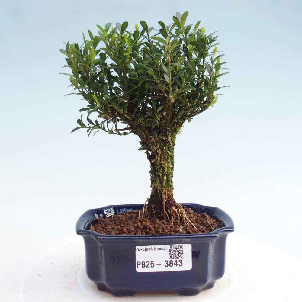 Izbové bonsaje - Buxus harlandii - korkový buxus