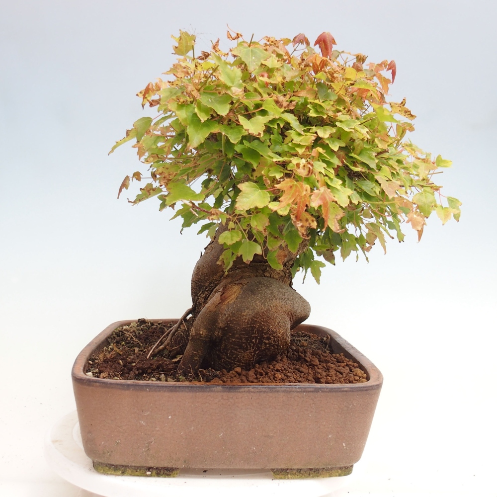 Vonkajšie bonsai - Javor Buergerianum - Javor Burgerův