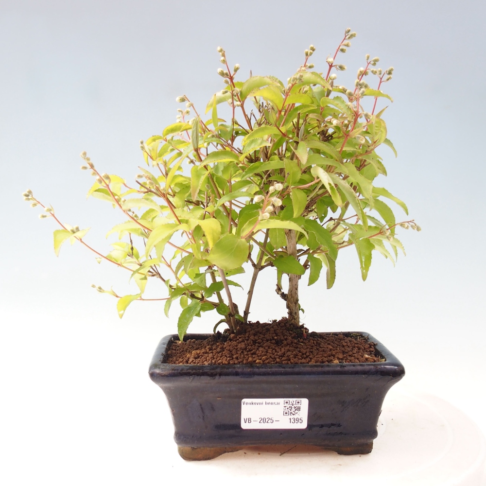 Vonkajší bonsai - Deutzia scabra Candidissima - Trojpuk