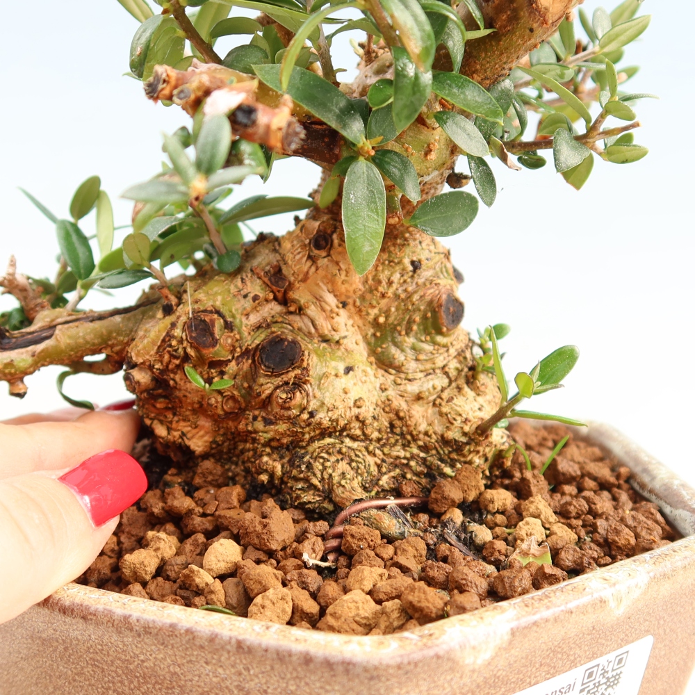 Izbový bonsaj - Olea europaea sylvestris