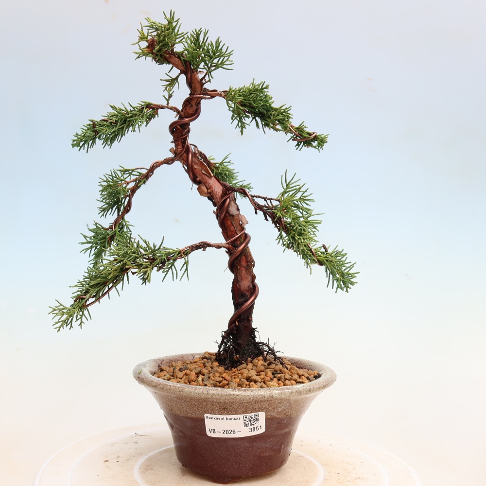 Vonkajší bonsaj - Juniperus chinensis Kishu