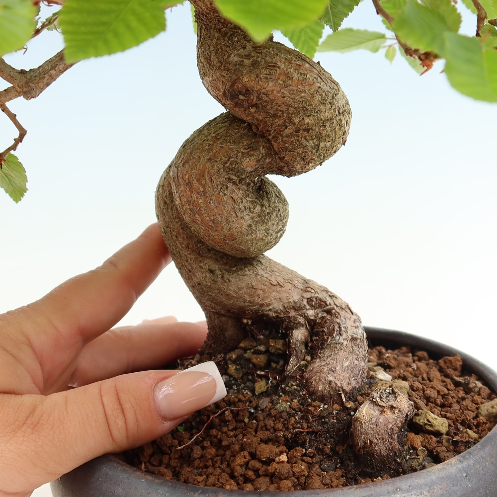 Vonkajší bonsaj -Carpinus coreana - Hrab kórejský