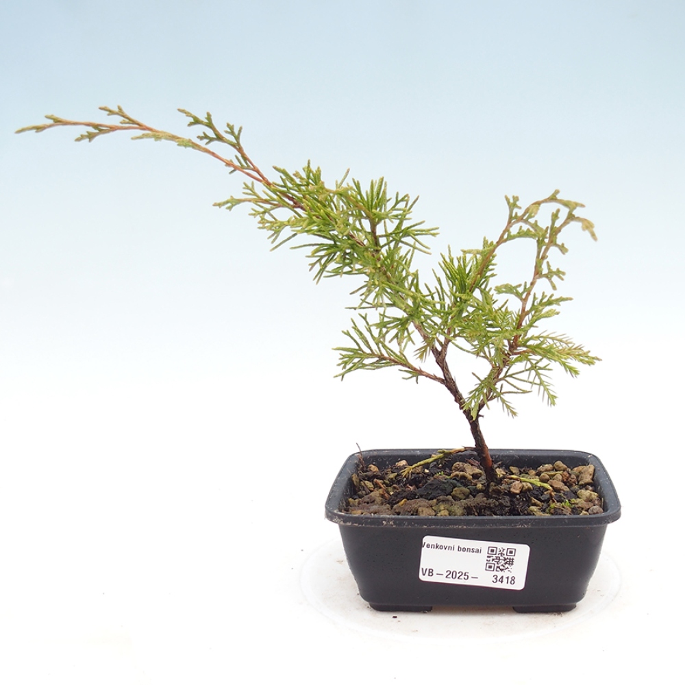 Vonkajší bonsaj - Juniperus chinensis Itoigawa
