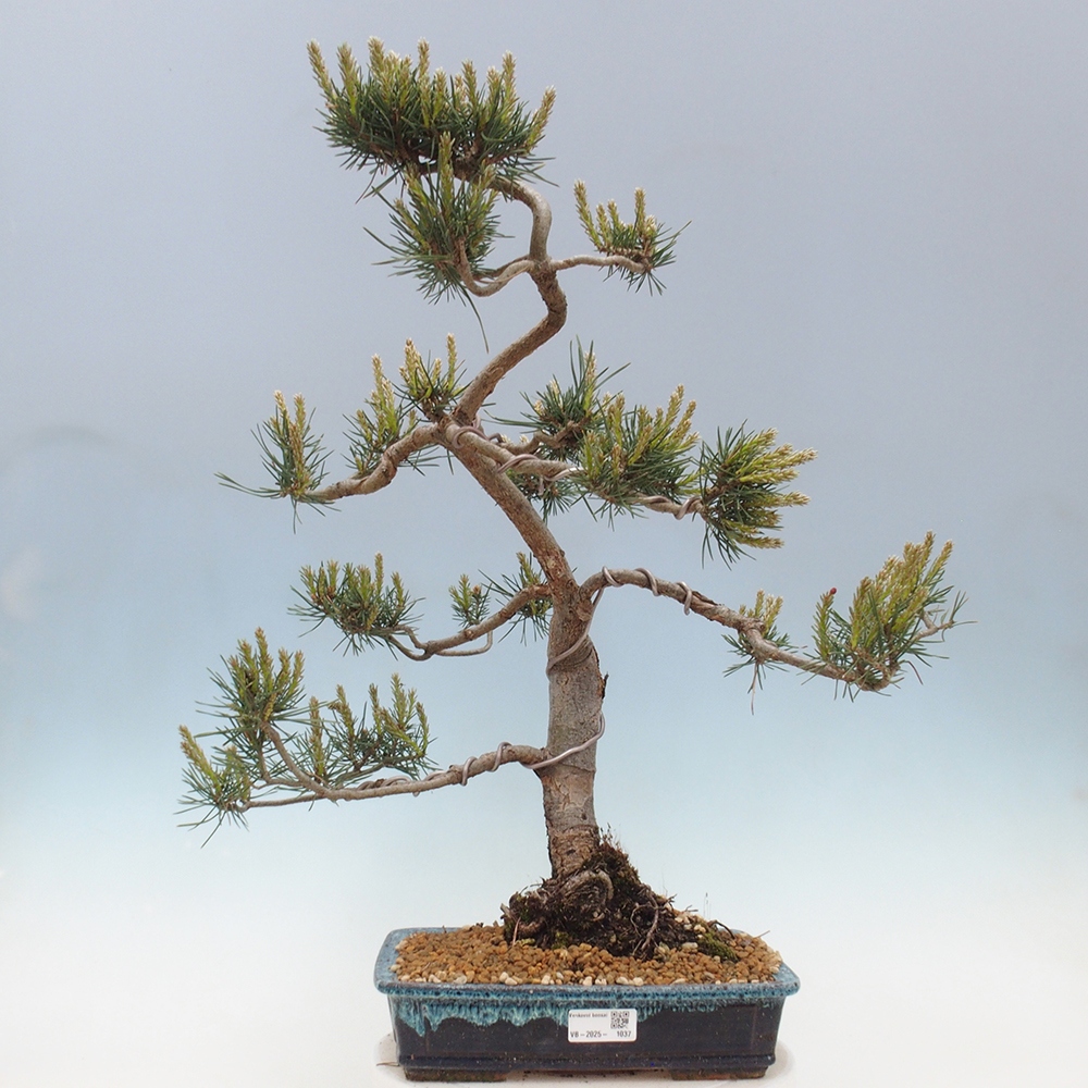 Vonkajšie bonsai - Pinus Sylvestris - Borovica lesná