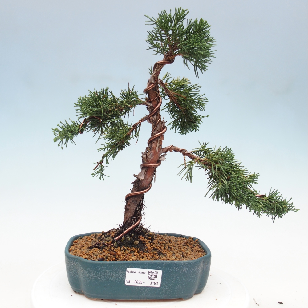 Vonkajšie bonsai - Juniperus chinensis Kishu -Jalovec čínsky