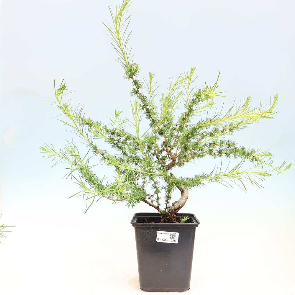 Vonkajšie bonsaje -Larix decidua - Smrekovec
