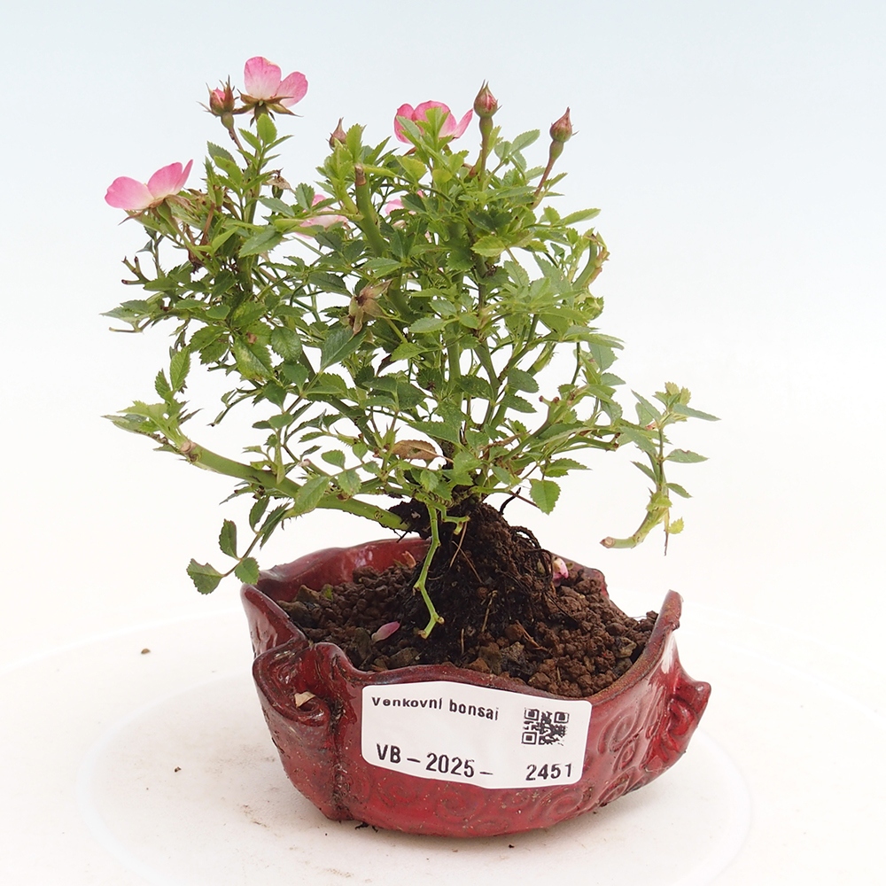 Vonkajší bonsai - Rosa Cutie Pie - Ruže 