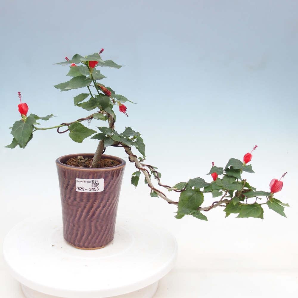 Izbový bonsaj - Malvaviscus arboreus