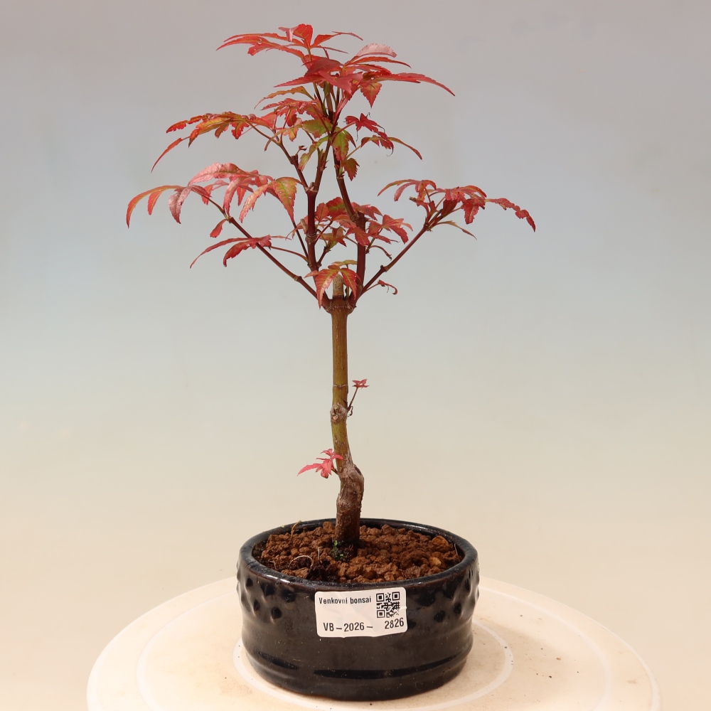 Vonkajšia bonsaj - palma Acer. Atropurpureum-Javor palmový