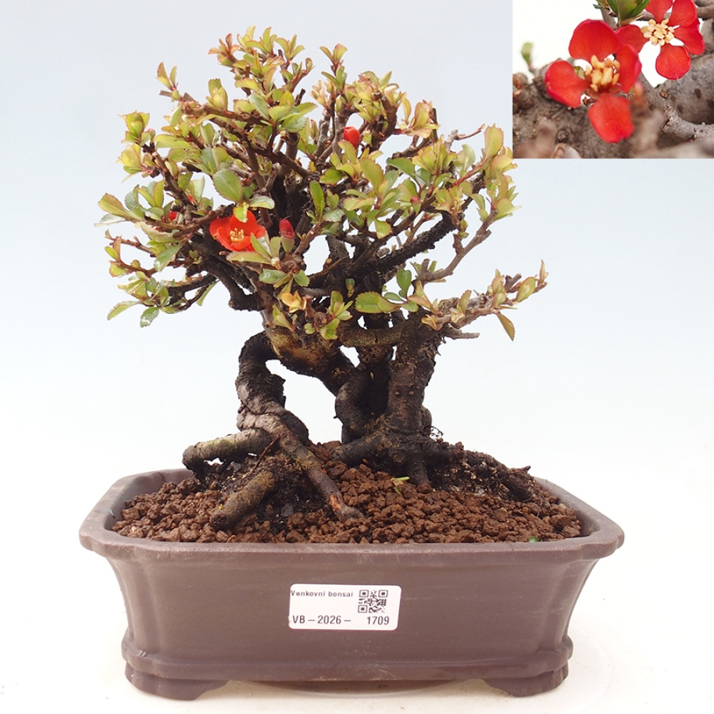 Vonkajšie bonsaje - Chaneomeles speciosa - Kdoule