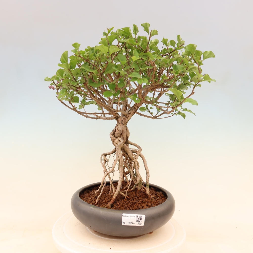 Vonkajší bonsaj - Syringa microphylla - drobnokvetý šeřík