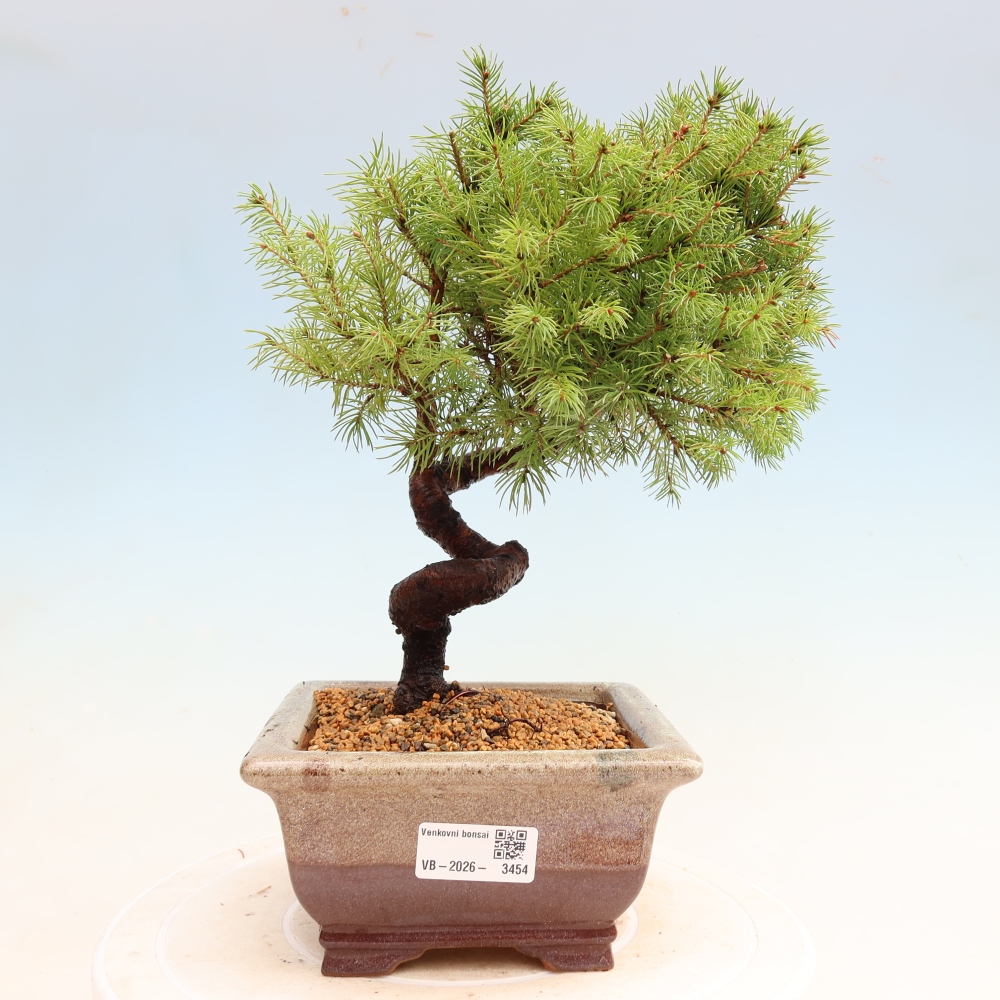 Vonkajší bonsai – Smrek sivý – Picea glauca globe