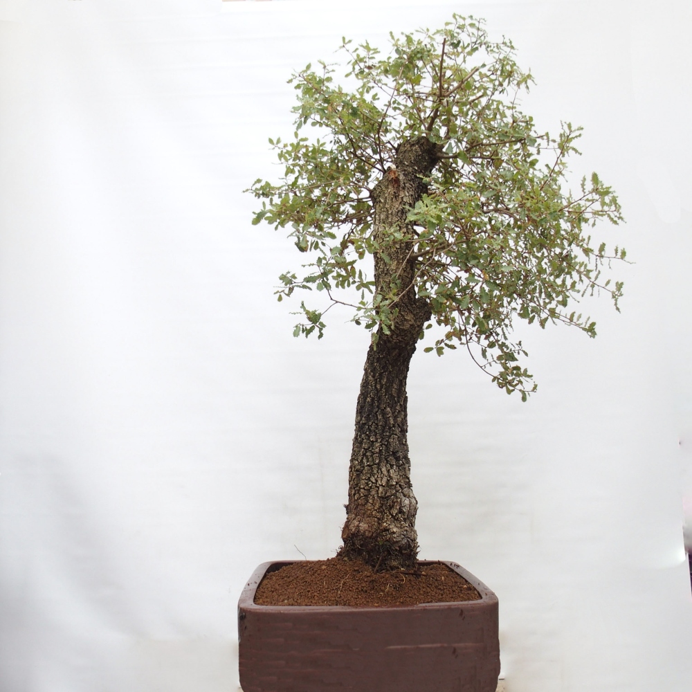 Yamadori - Quercus Ilex -Dub cezmínovitý