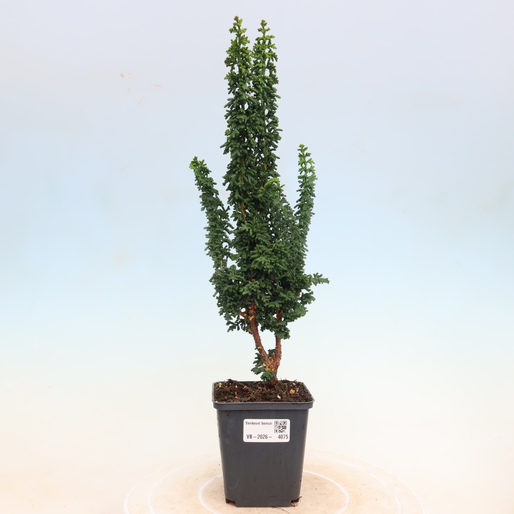 Vonkajší bonsaj - Cham. obtusa SEKKA HINOKI - Cypruštek
