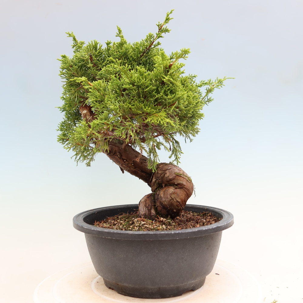 Vonkajší bonsai – Juniperus chinensis Itoigawa – čínsky jalovec