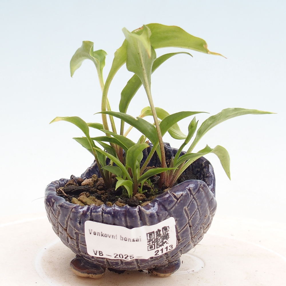 Vonkajšie bonsai - Mini Hosta - Bohyška