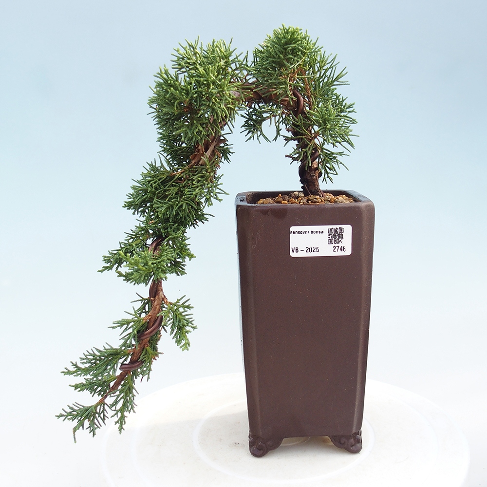 Vonkajší bonsai - Juniperus chinensis Kishu -Jalovec čínsky