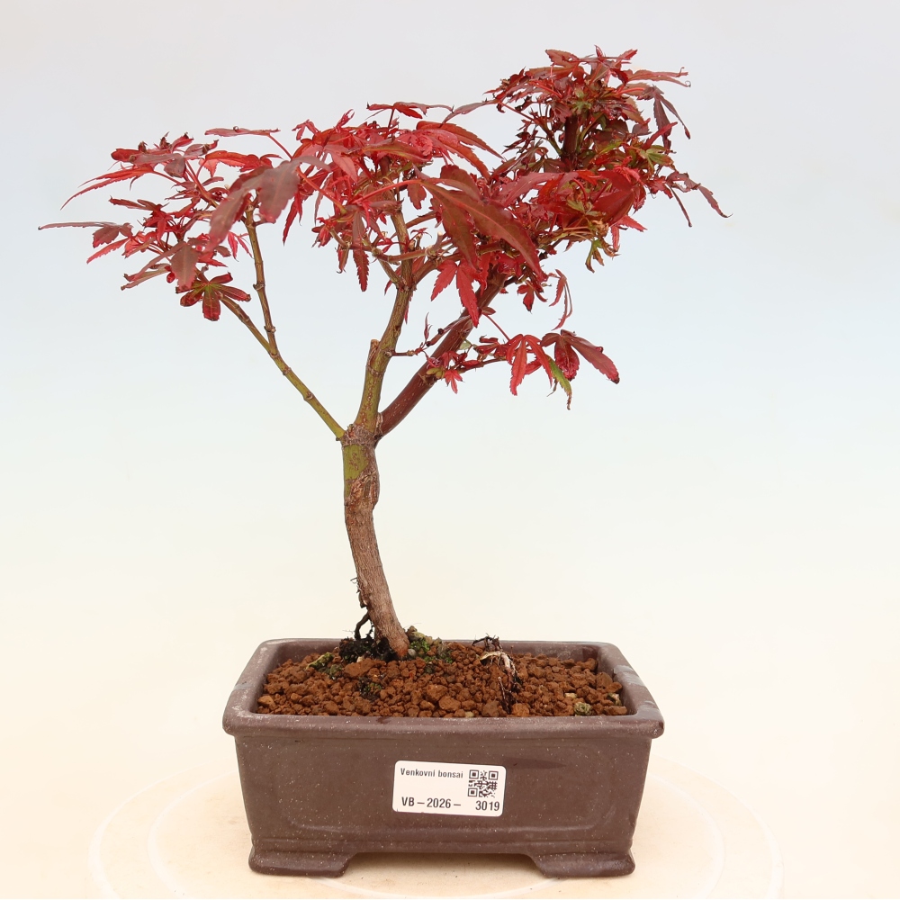 Vonkajší bonsai – javor dlaňolistý – Acer palmatum Berry Broom 
