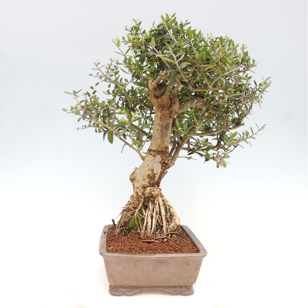 Izbová bonsai - Olea europaea sylvestris -Oliva evropská drobnolistá