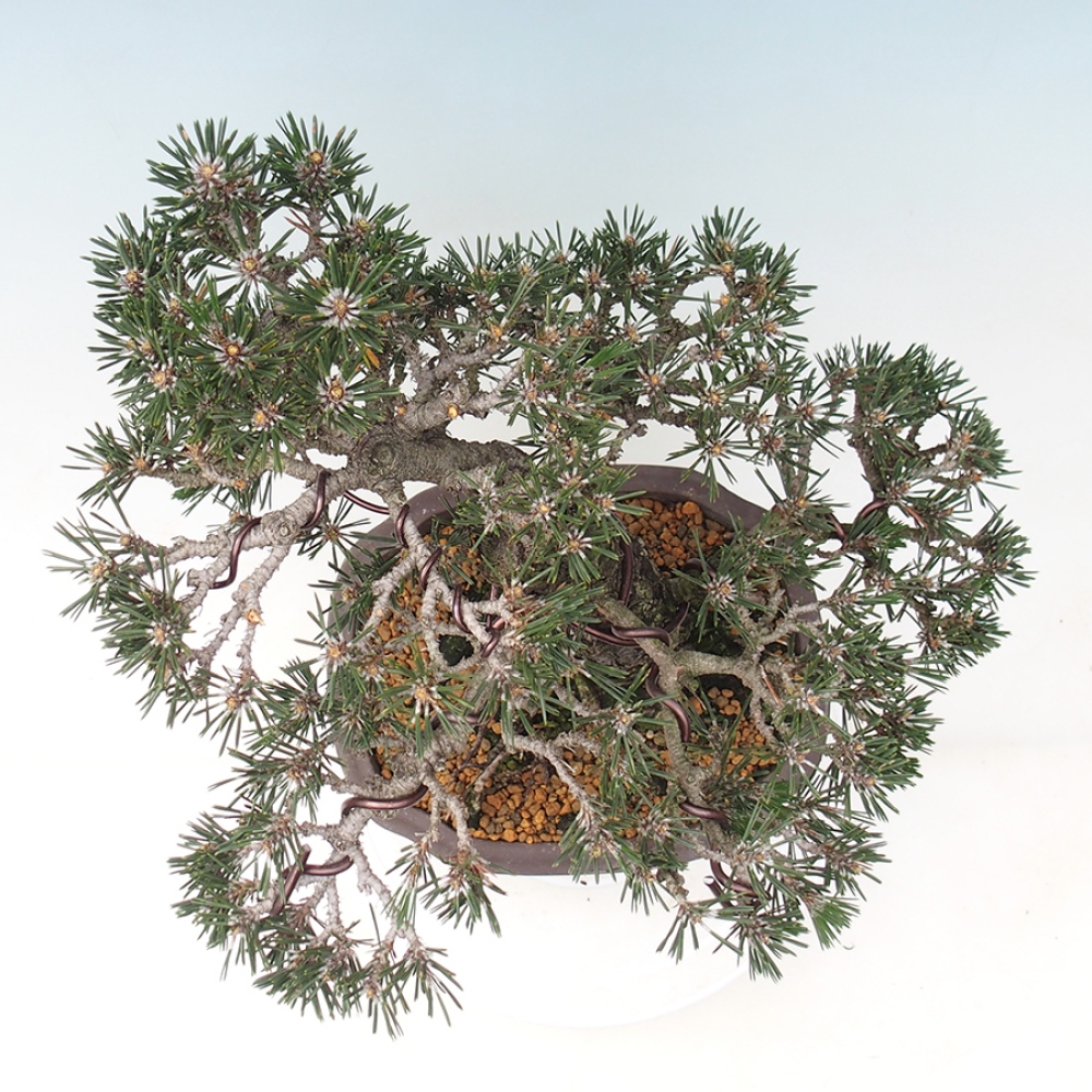 Vonkajšia bonsaj - Pinus thunbergii Kotobuki - borovica Thunbergova