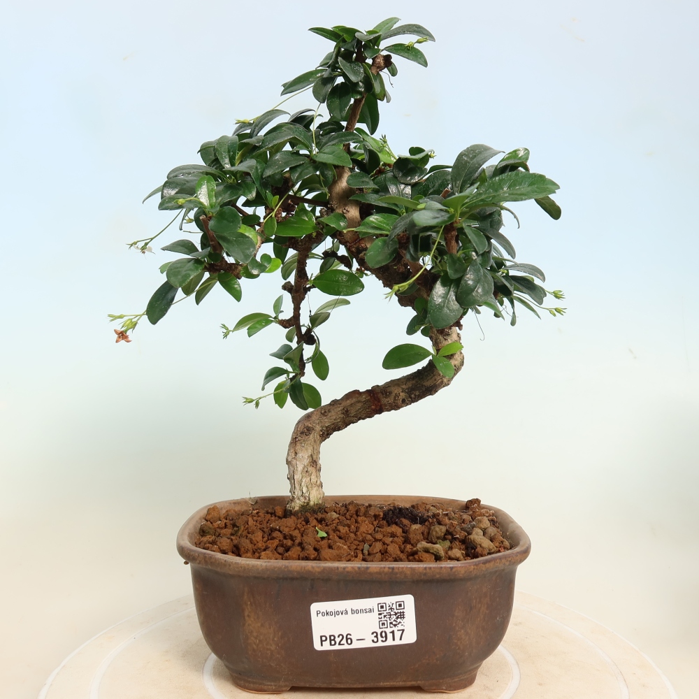 Izbové bonsaje - Carmona macrophylla - Tea fuki