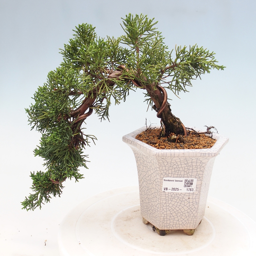 Vonkajší bonsai - Juniperus chinensis Kishu -Jalovec čínsky