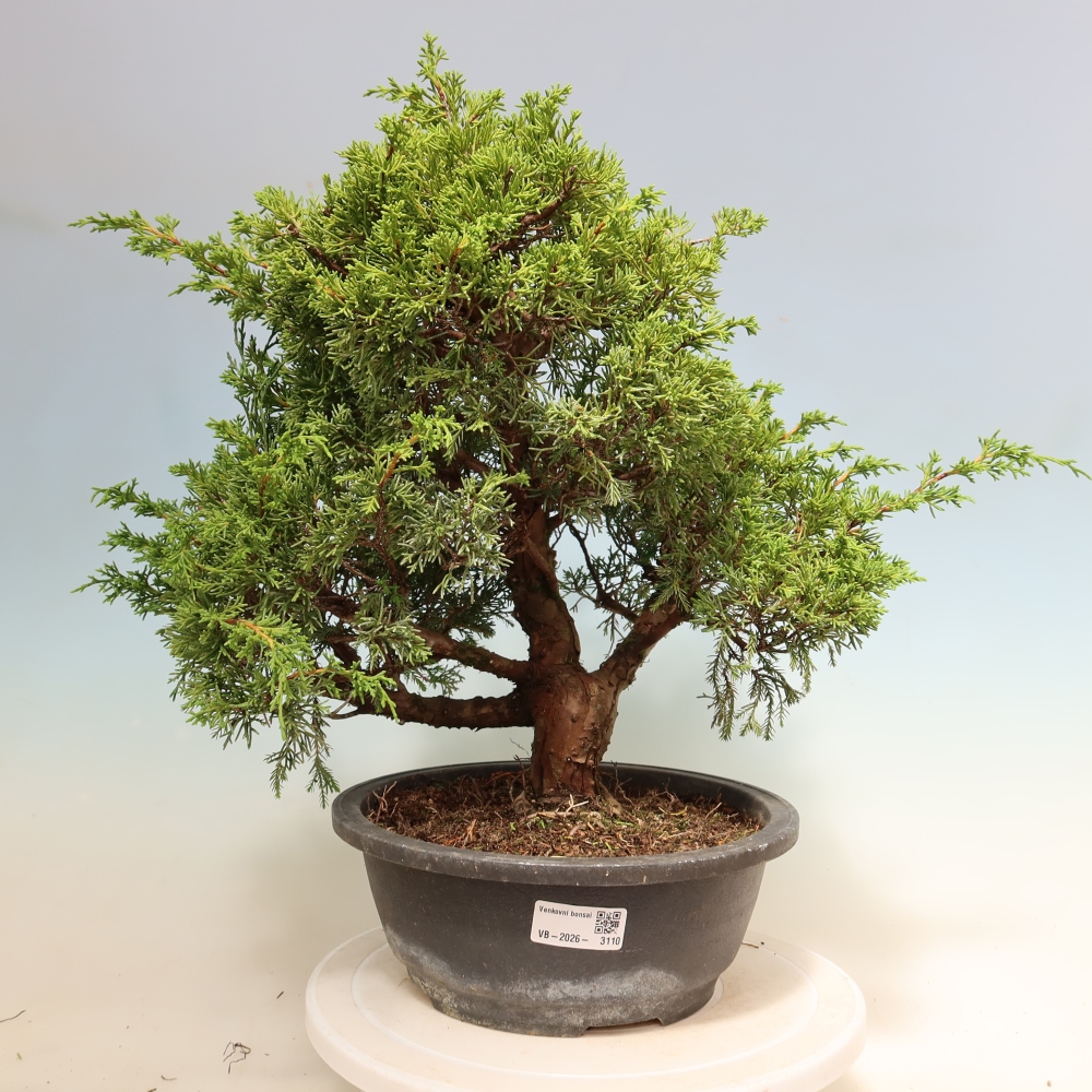 Vonkajší bonsai – Juniperus chinensis Itoigawa – čínsky jalovec
