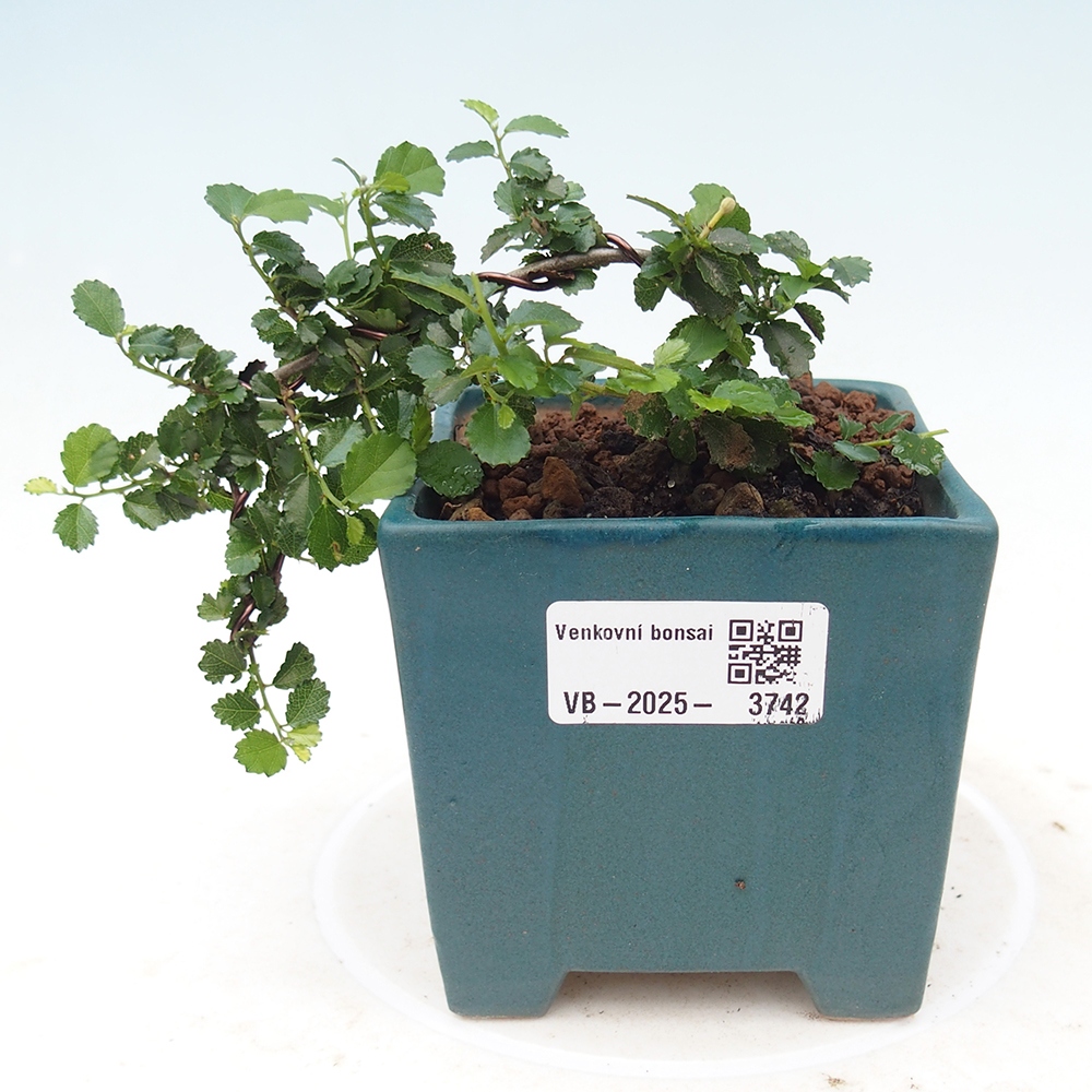 Izbová bonsai - Grewia sp. - Grewie malolistá