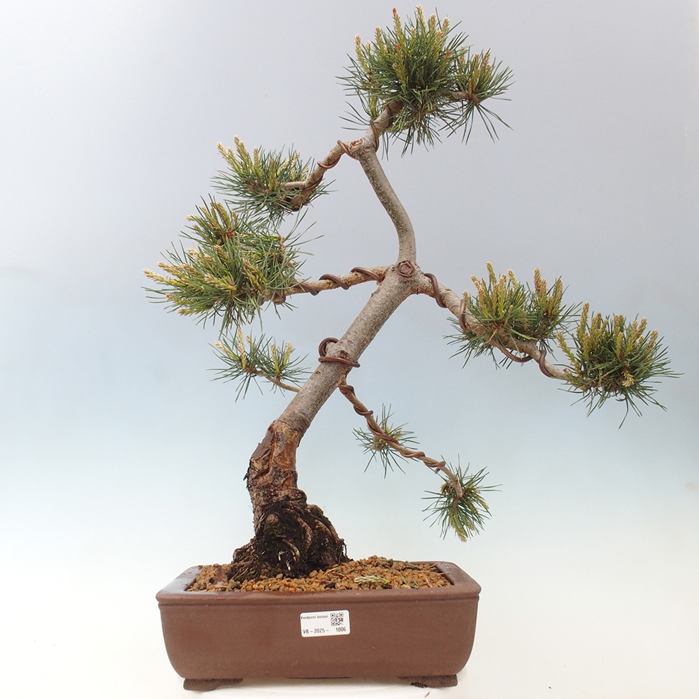 Vonkajšie bonsai - Pinus Sylvestris - Borovica lesná