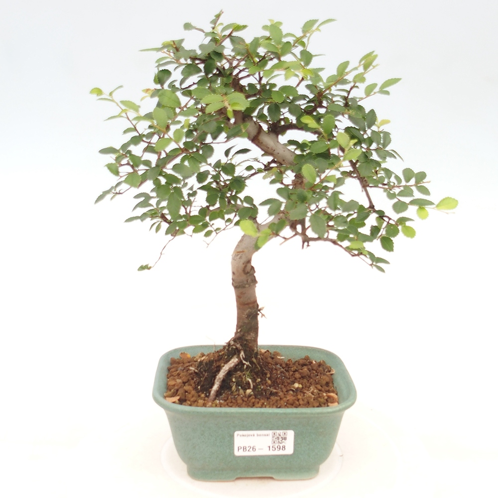 Izbový bonsaj - Ulmus parvifolia - brest malolistý