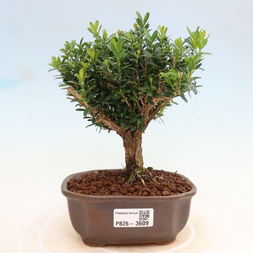 Izbové bonsaje - Buxus harlandii - korkový buxus