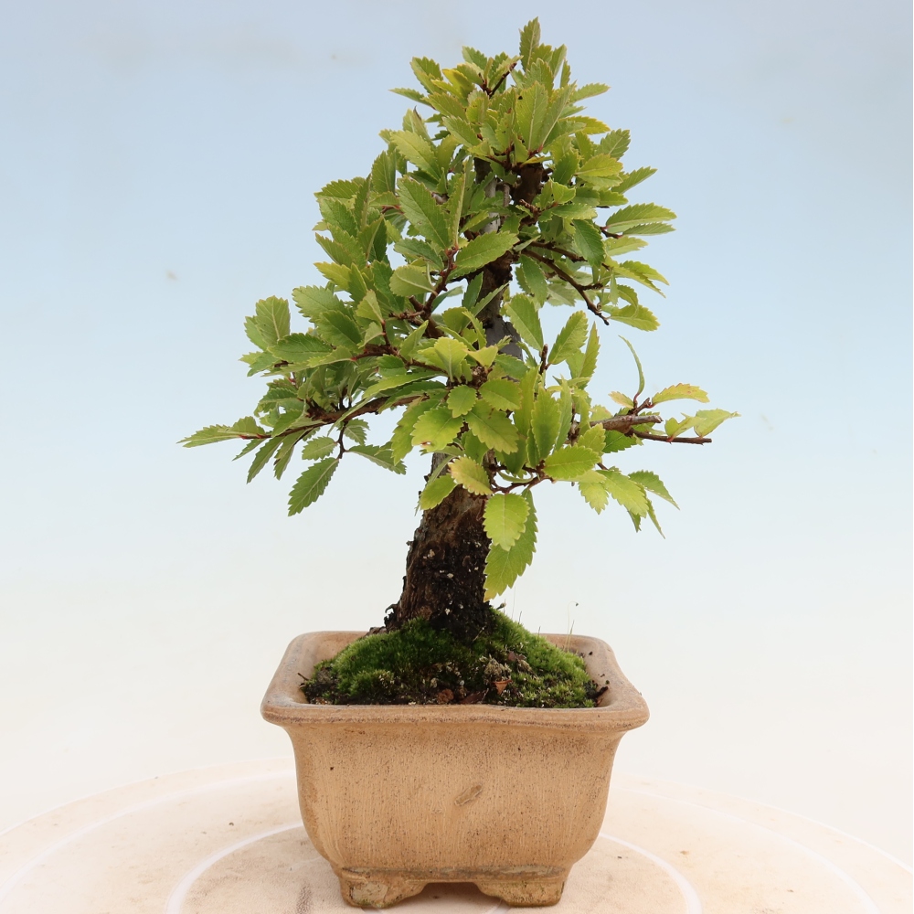 Vonkajšie bonsaje - Zelkova - Zelkova NIRE