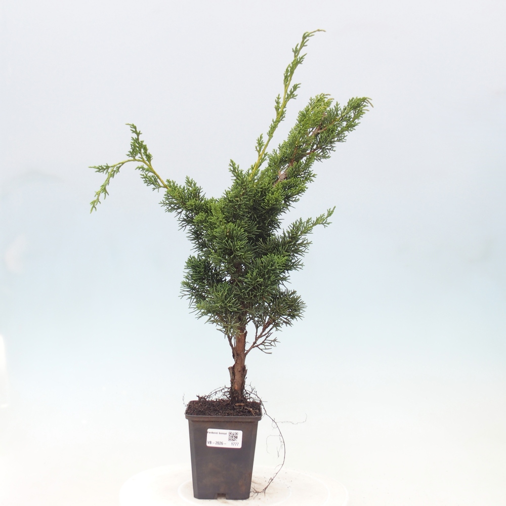 Vonkajší bonsaj - Juniperus chinensis Kishu