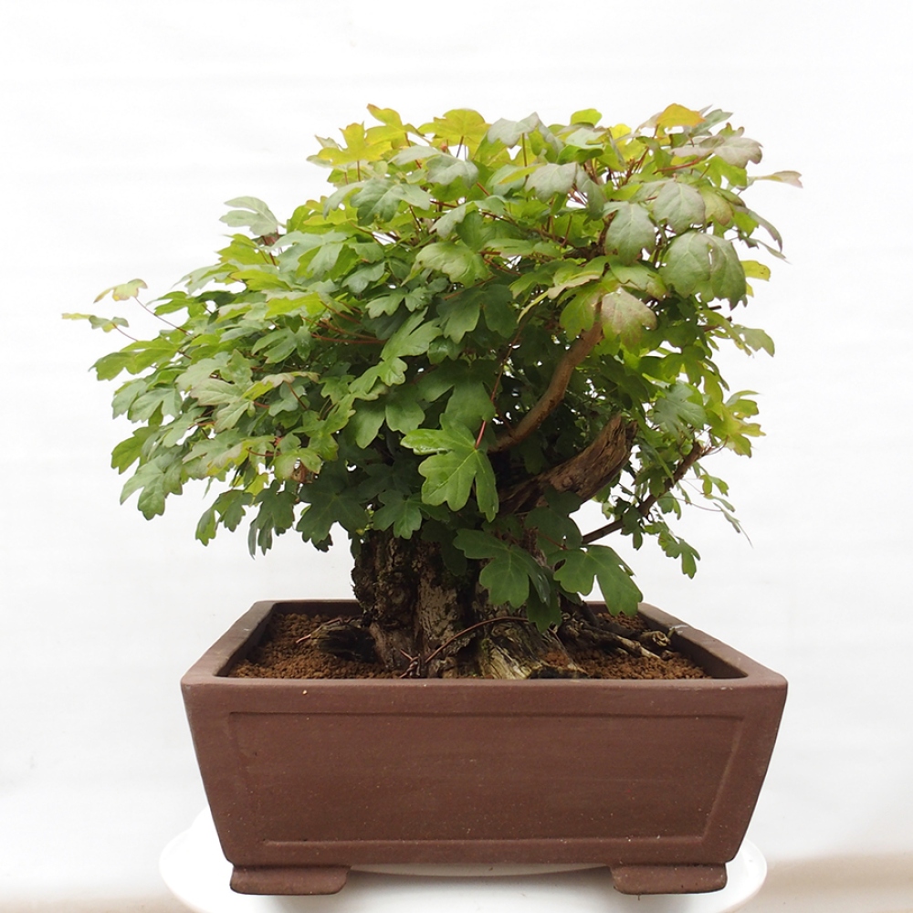Vonkajší bonsai -Javor babyka - Acer campestre