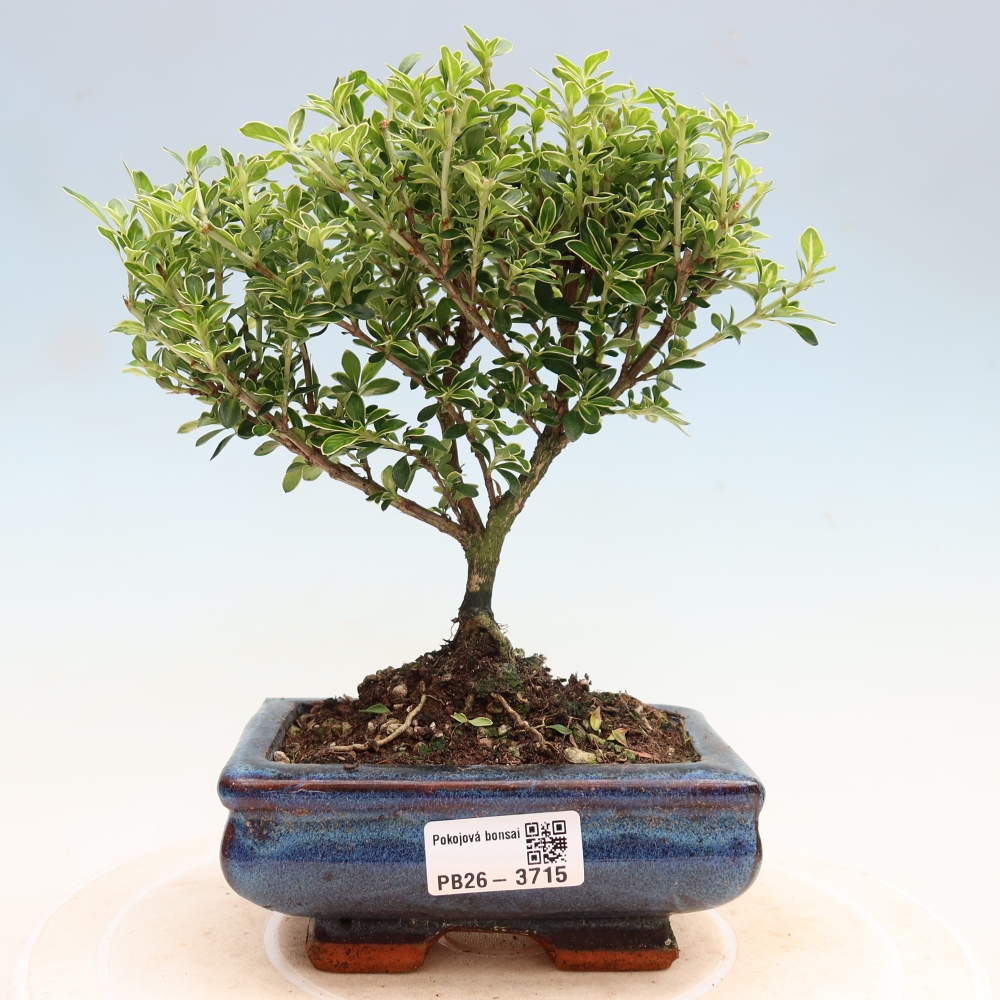 Izba bonsai – Serissa foetida Variegata – Strom tisíc hviezd