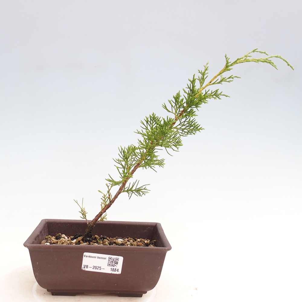 Vonkajší bonsai - Juniperus chinensis Itoigawa -Jalovec čínsky