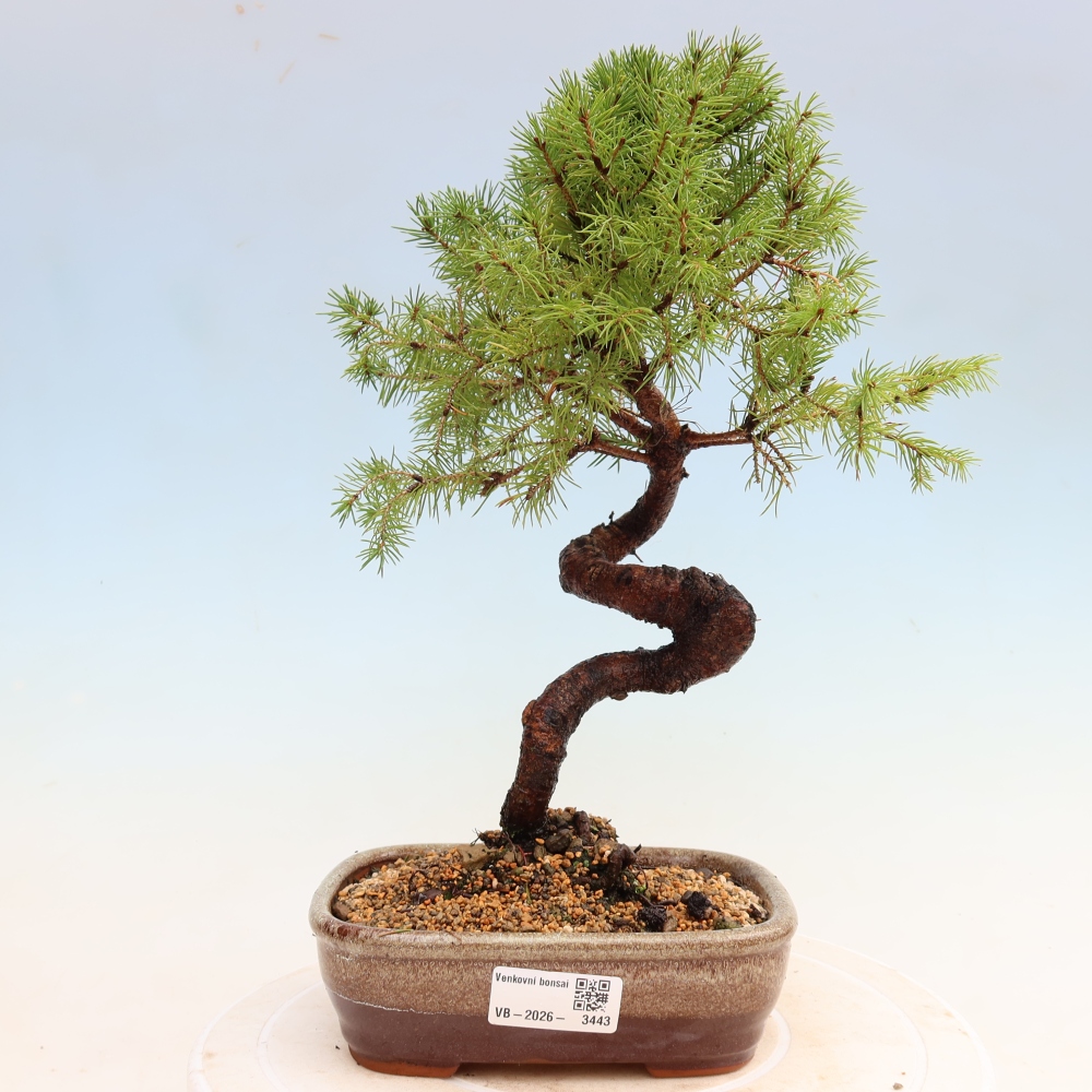 Vonkajší bonsai – Smrek sivý – Picea glauca globe