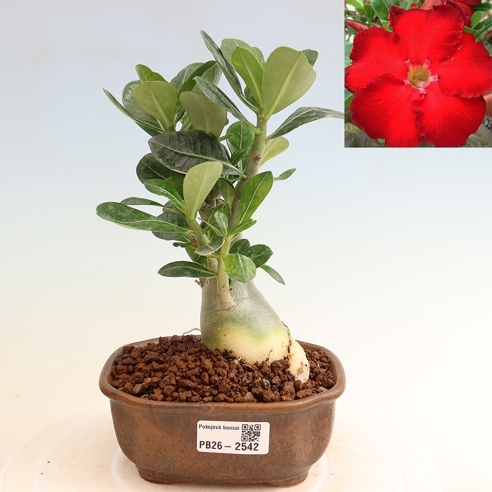 Izba bonsai – Adenium obesum Red Star – Púštna ruža