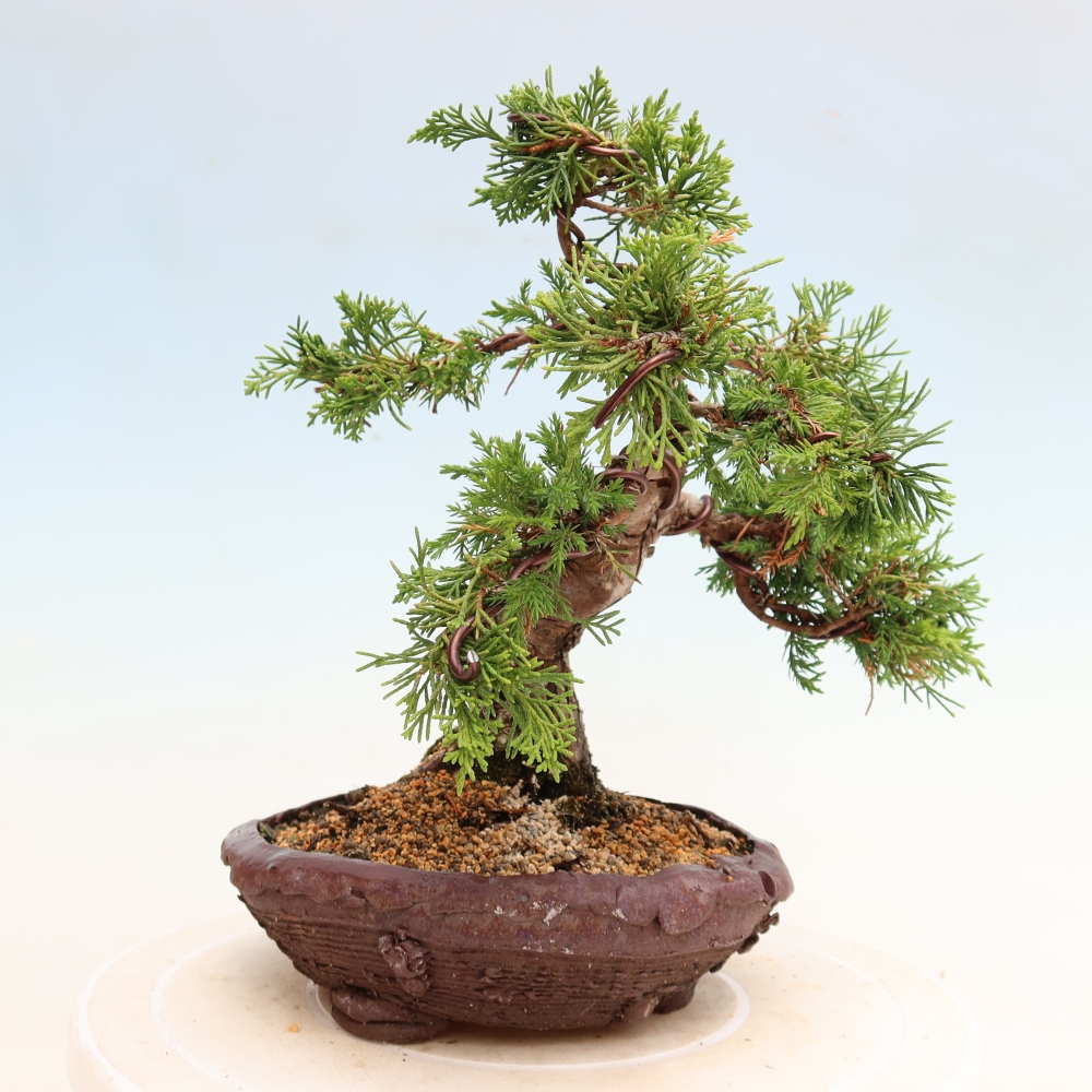 Vonkajší bonsai – Juniperus chinensis Itoigawa – čínsky jalovec