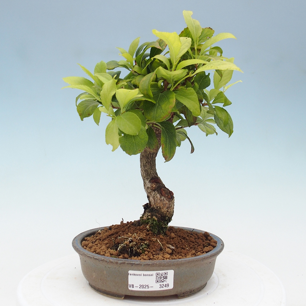 Vonkajšie bonsai - Celastrus Jesenec