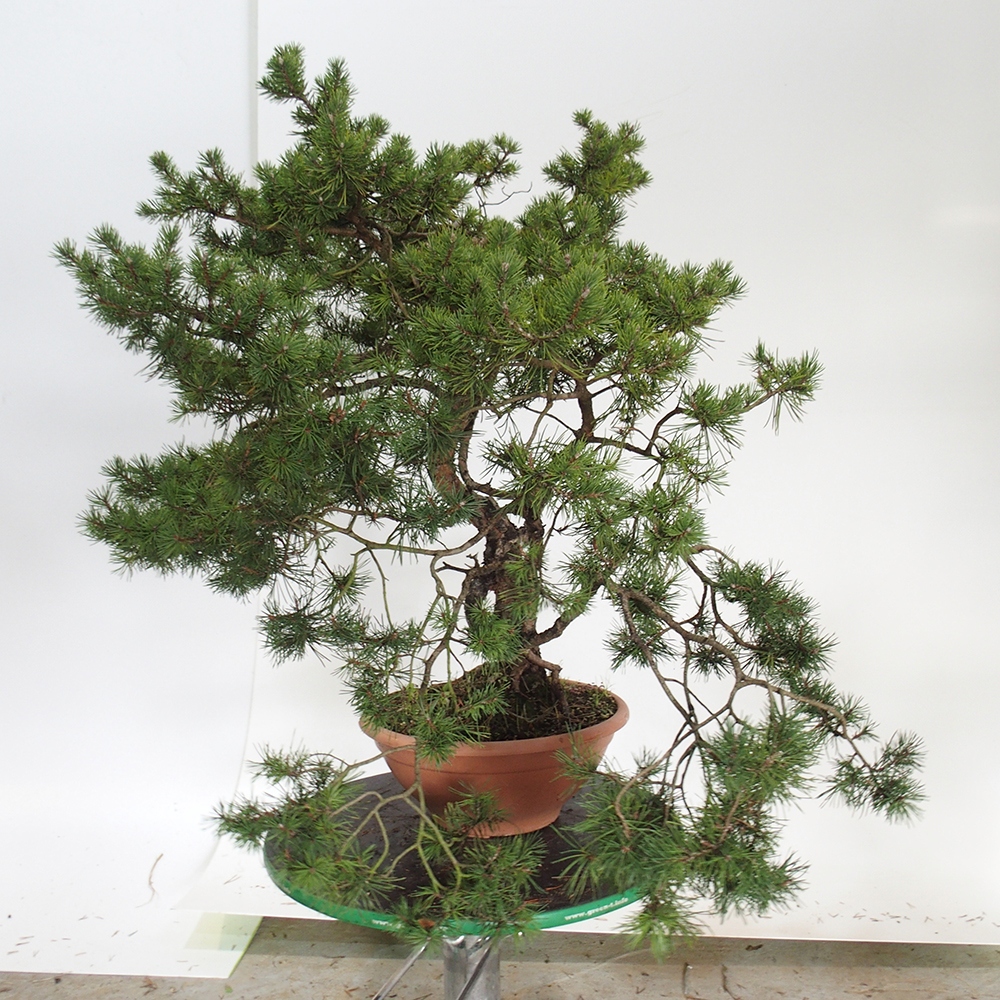 Yamadori - Pinus sylvestris Španielsko