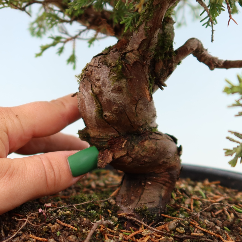 Vonkajší bonsai – Juniperus chinensis Itoigawa – čínsky jalovec