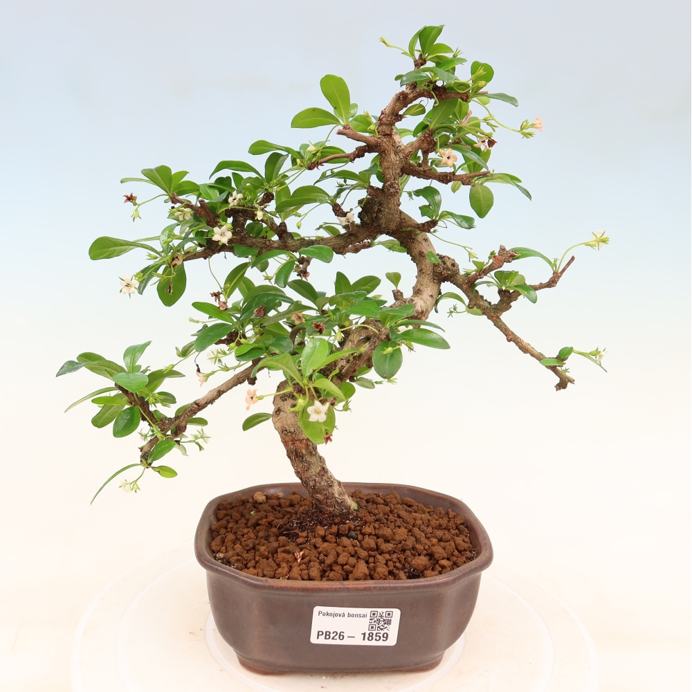 Izbové bonsaje - Carmona macrophylla - Tea fuki