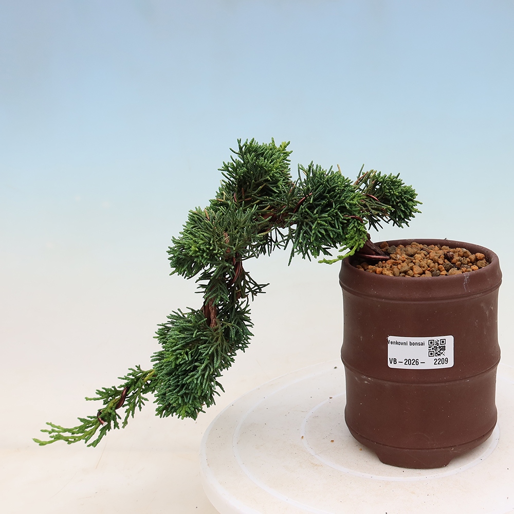 Vonkajší bonsaj - Juniperus chinensis Kishu
