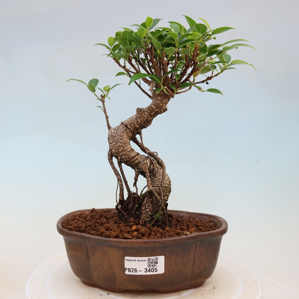 Izbové bonsaje - Ficus kimmen - drobnolistý fikus