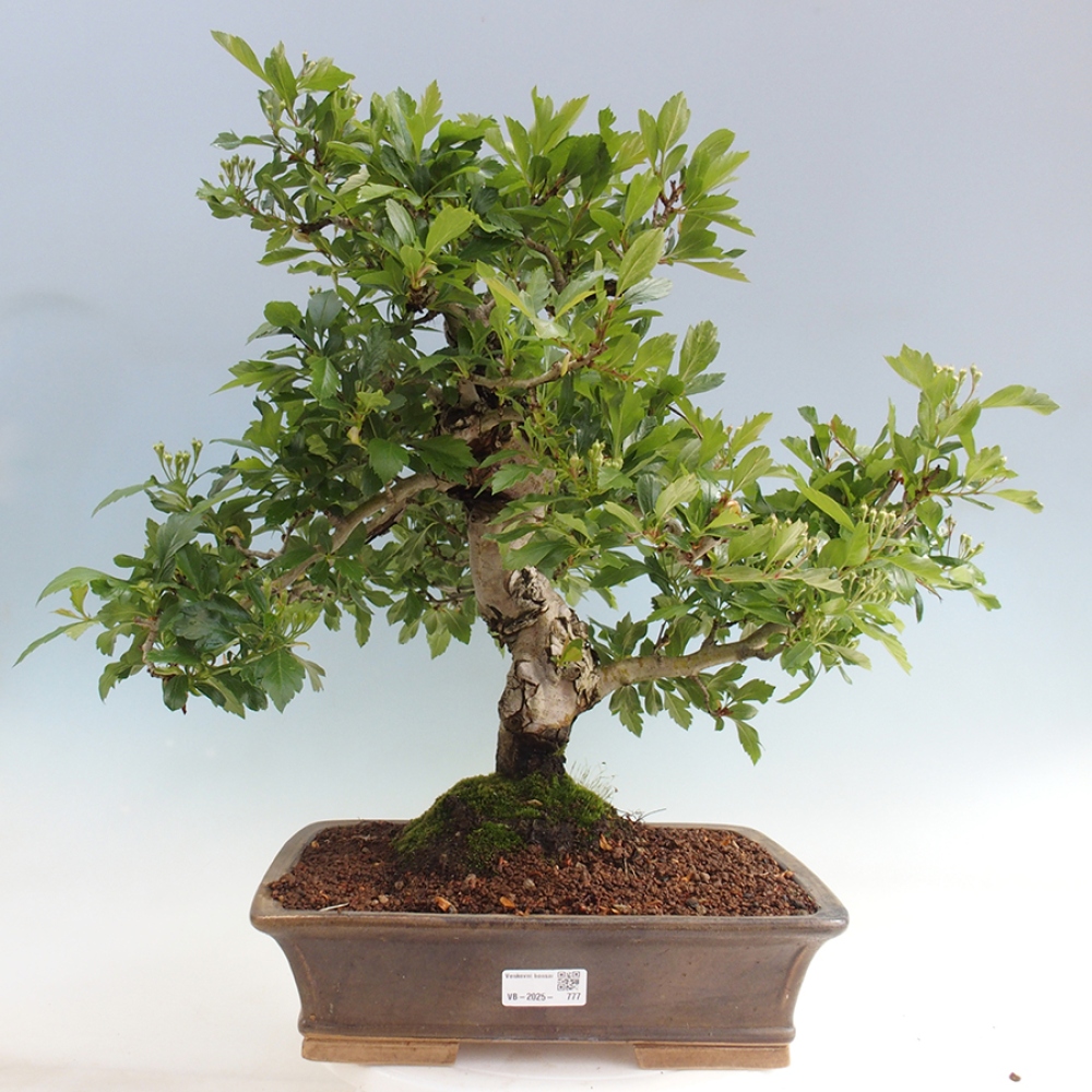 Vonkajší bonsai - Hloh klinovitý - Crataegus cuneata