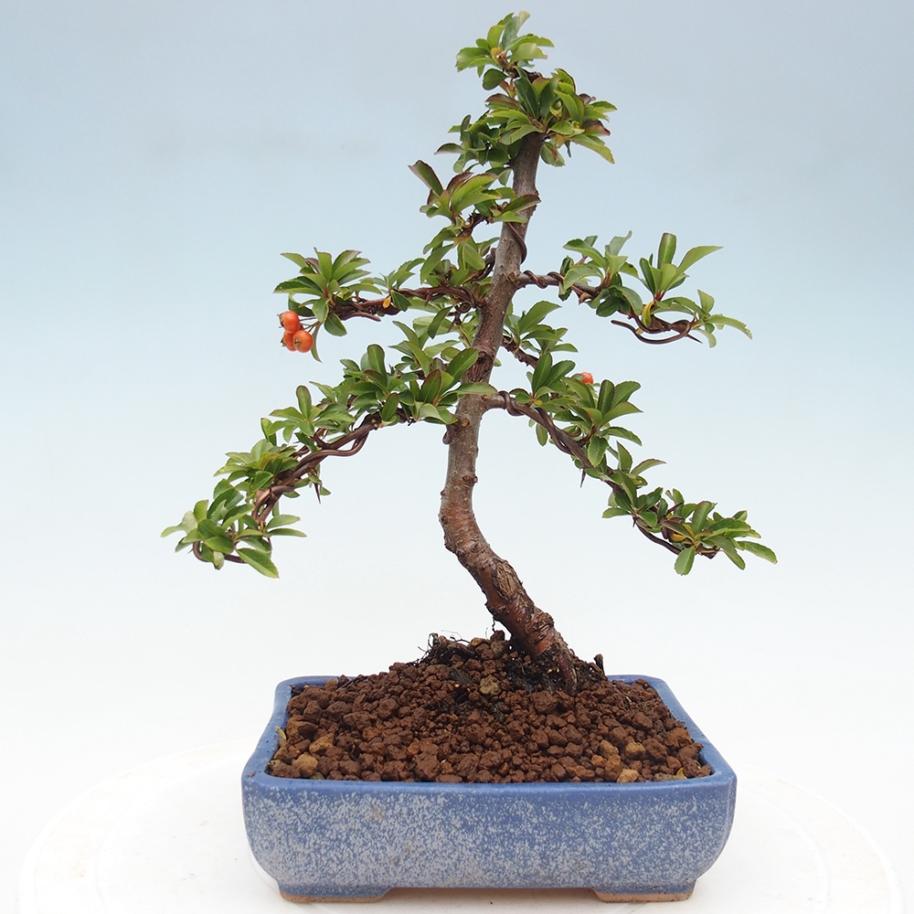 Vonkajšie bonsaje-Pyracantha Teton -Hlox