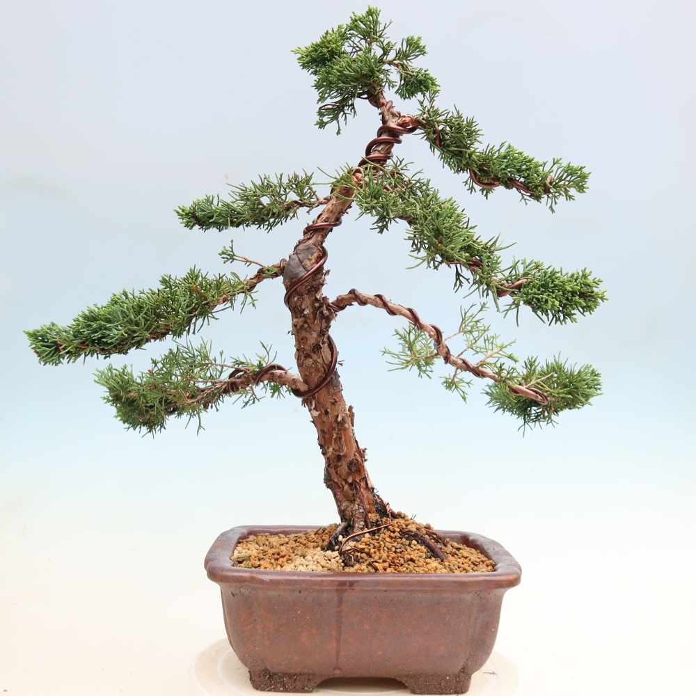 Vonkajší bonsaj - Juniperus chinensis Kishu