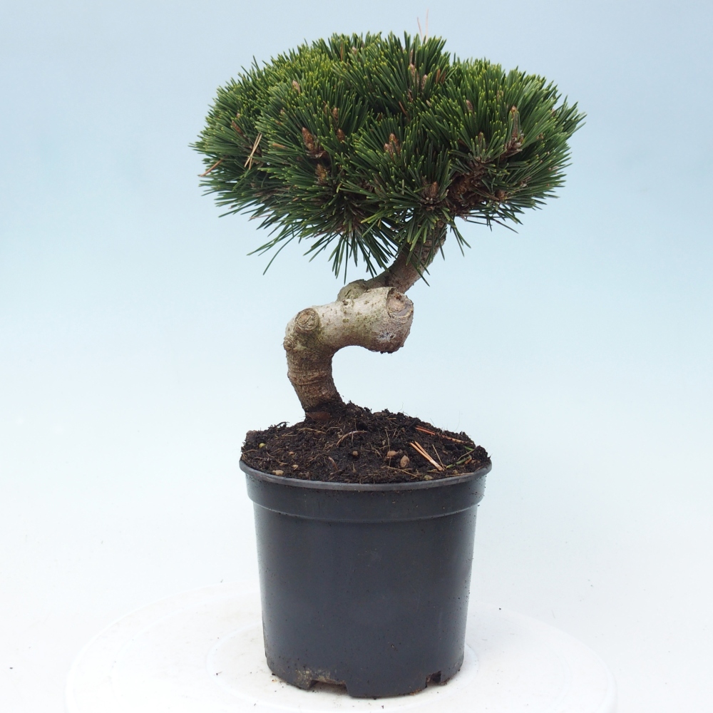 Vonkajší bonsai - Pinus thunbergii senjyumaru - Borovica thunbergova